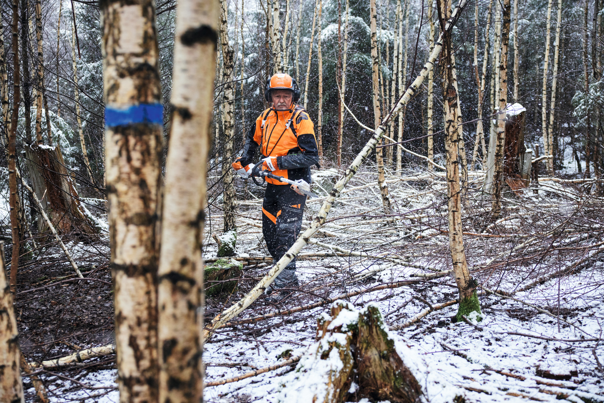 Un bărbat îmbrăcat în echipament de protecție taie un mesteacăn cu un emondor de înălțime cu acumulator STIHL HTA 150