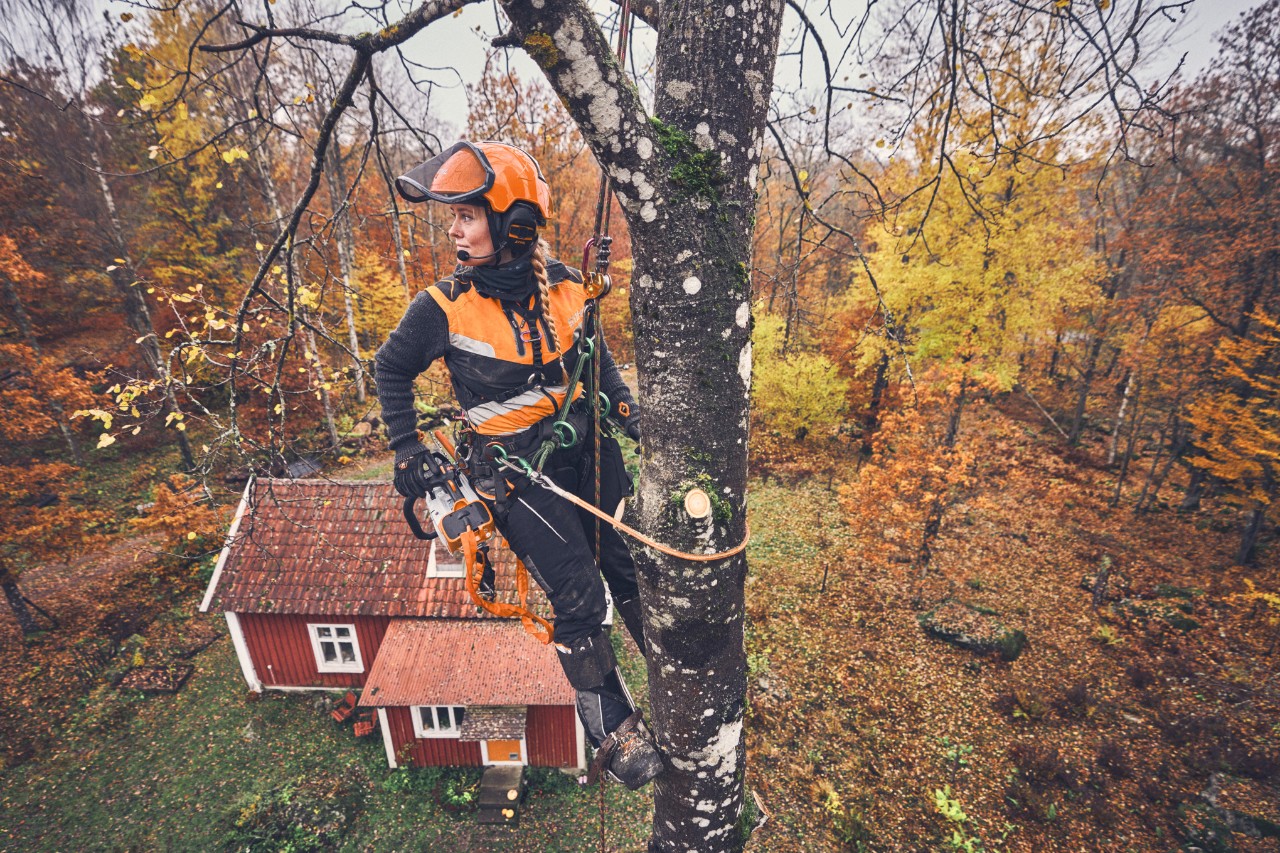 Îngrijitoarea de copaci Viktoria Carstens atârnă de un mesteacăn cu un cablu de siguranță și un motoferăstrău cu acumulator STIHL MSA 220 T 