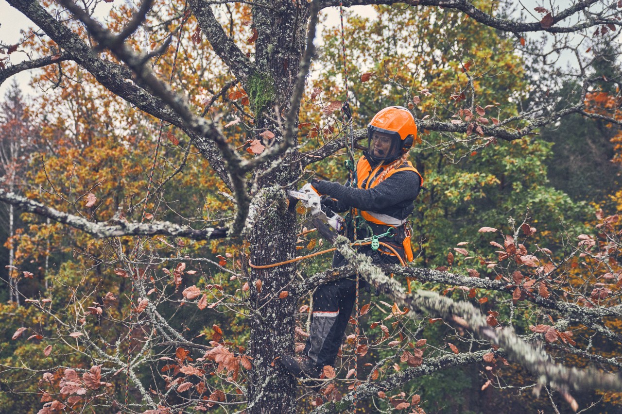 Viktoria Carstens taie o ramură din coroana unui arbore cu un STIHL GTA 40